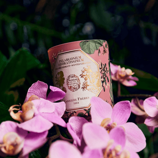 Candle - Carriere Freres - Carrière Frères Geranium Candle 185g - The Gift Company