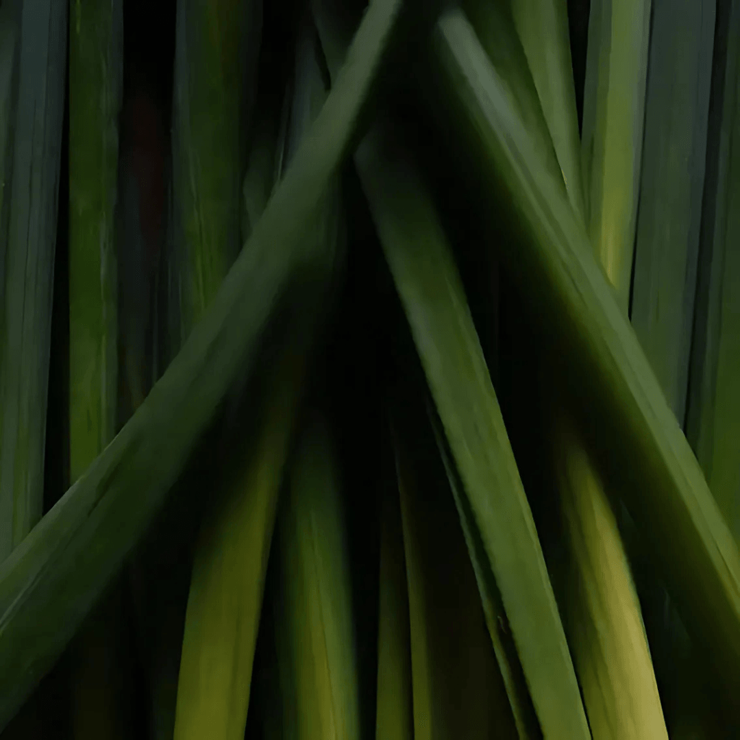 Candle - Green Nation Life - Green Nation Life Soy Wax Candle - Lemongrass 200g - The Gift Company