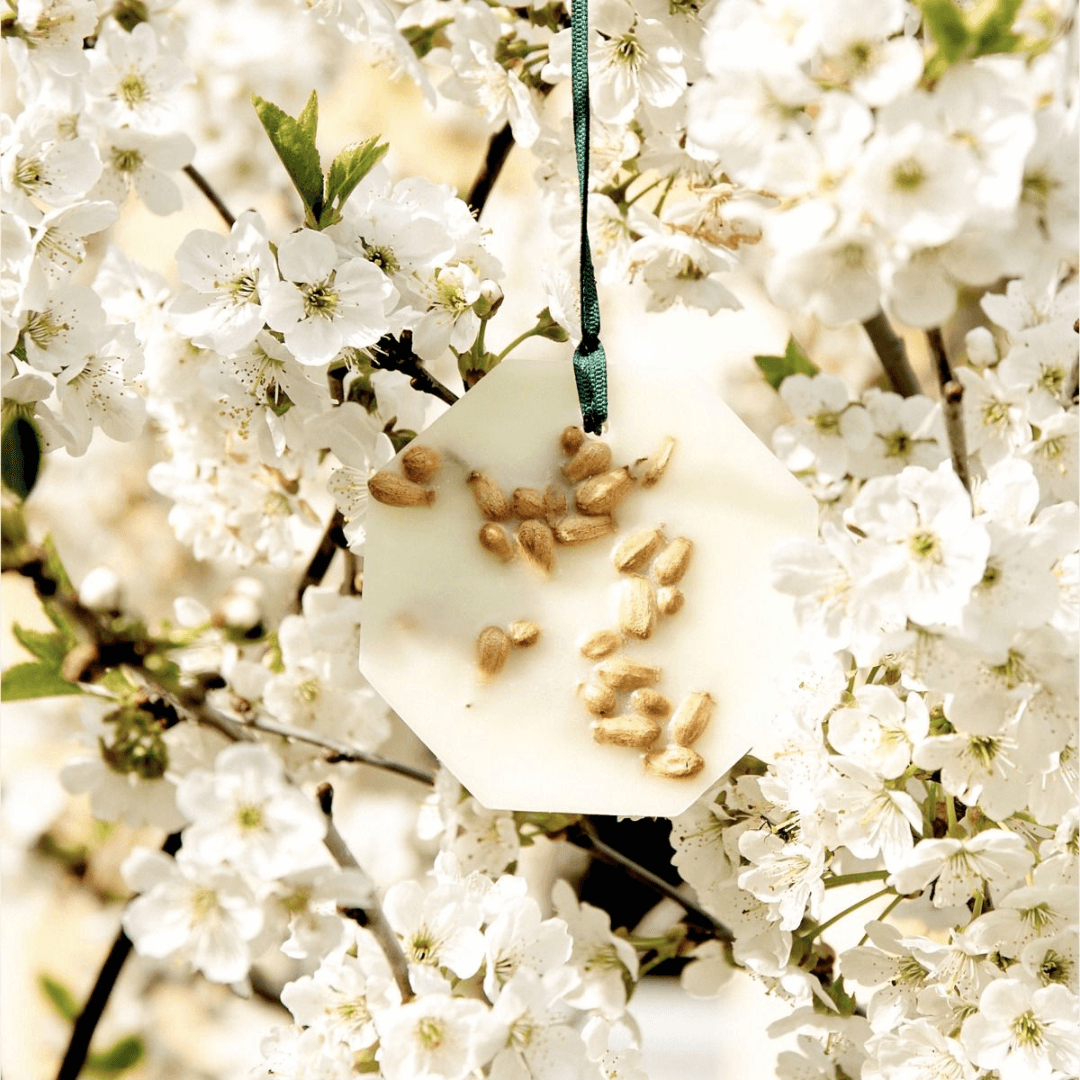 Fragrance Palet - Carriere Freres - Carrière Frères Orange Blossom Botanical Palets 2 x 55g - The Gift Company