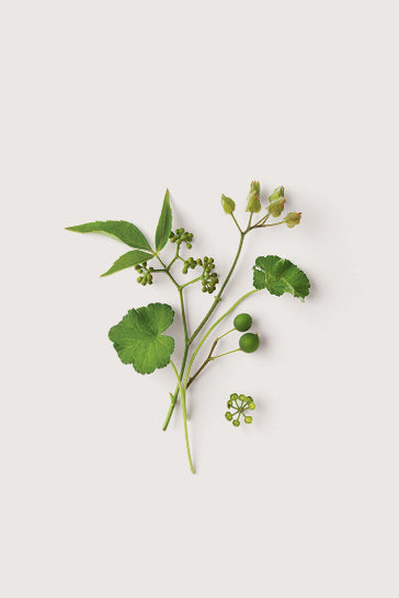 Bergamot rind, tangerine and geranium leaf botanical fragrance ingredients