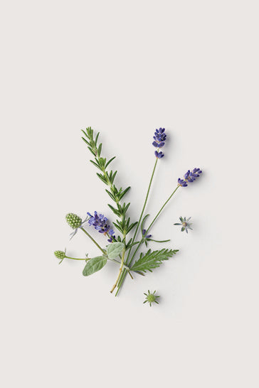 Rosemary, cedarwood and lavender bud botanical fragrance ingredients