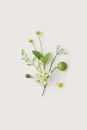 Mandarin, lemon myrtle and orange peel botanical fragrance ingredients