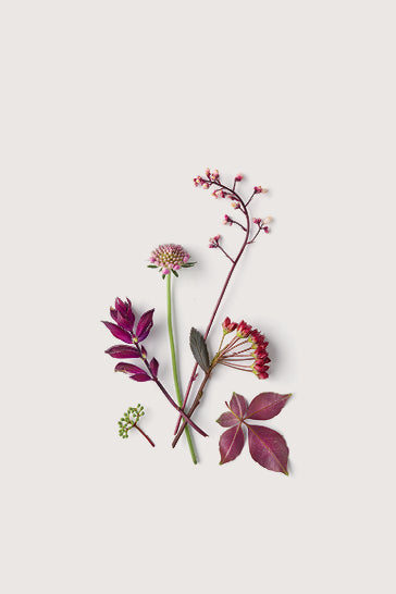 Rose geranium, grapefruit and clary sage botanical fragrance ingredients