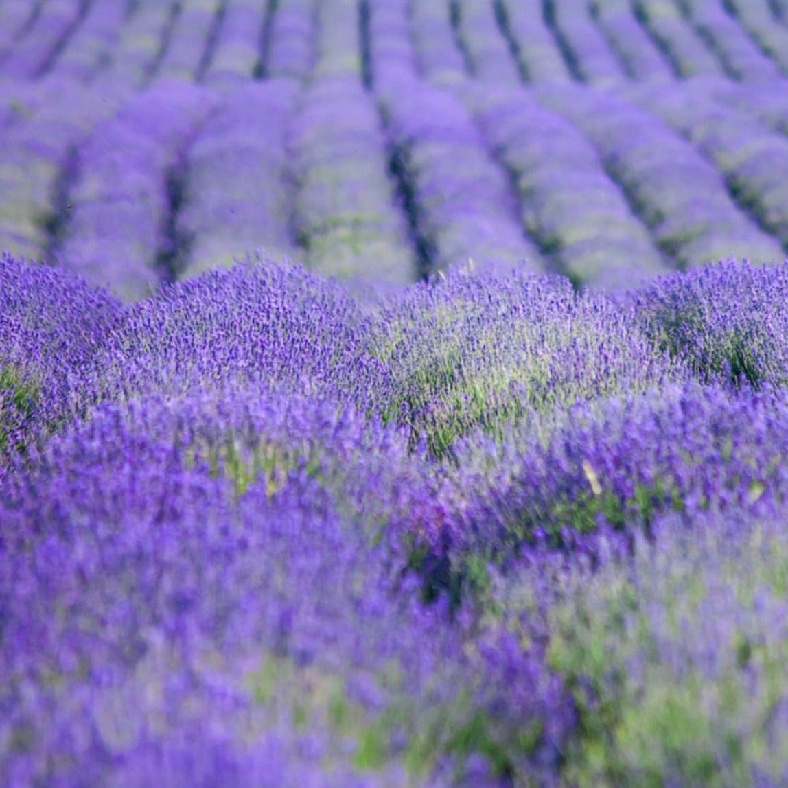 La Florentina Lavender Bath Foam & Shower Gel Set product image 2