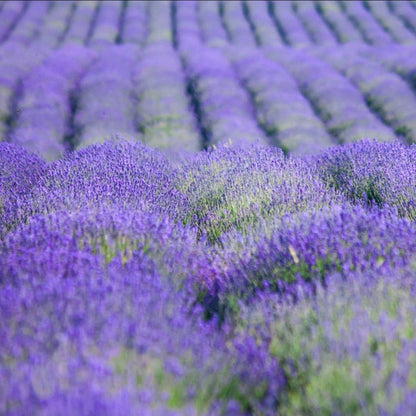 La Florentina Lavender Bath Foam 500ml product image 2