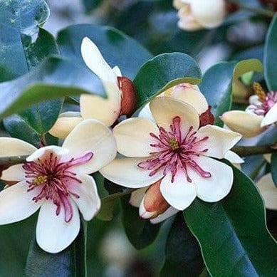 La Florentina Magnolia Bath Foam 500ml product image 4