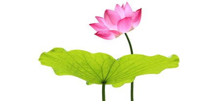 Lee & Lou Camellia & Pink Lotus Crystal Vase Candle 1.5kg styled product image 3