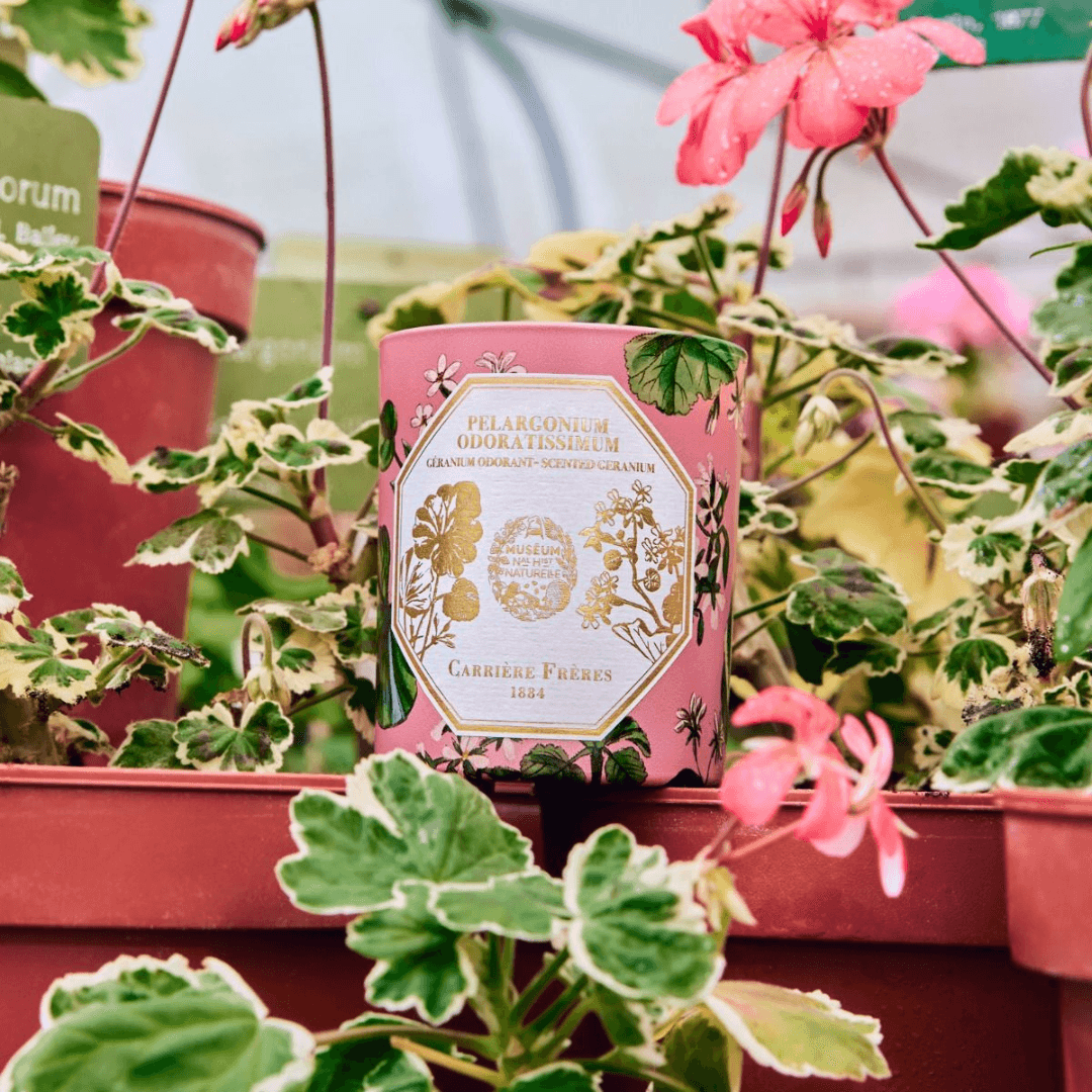 Candle - Carriere Freres - Carrière Frères Geranium Candle 185g - The Gift Company