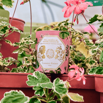 Candle - Carriere Freres - Carrière Frères Geranium Candle 185g - The Gift Company