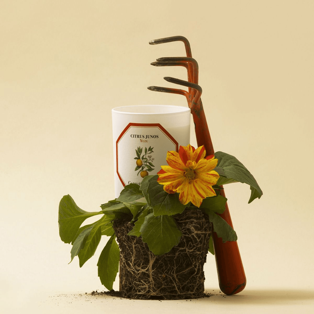 Candle - Carriere Freres - Carrière Frères Yuzu Candle 185g - The Gift Company