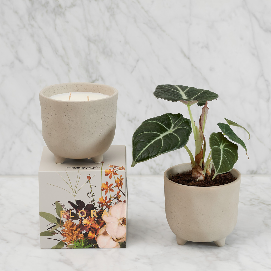 Candle - Myrtle & Moss - Myrtle & Moss Botanical Candle Flora 500g - The Gift Company