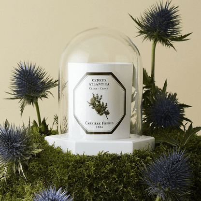 Candle Shield - Carriere Freres - Carrière Frères The Dome - The Gift Company