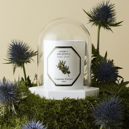 Candle Shield - Carriere Freres - Carrière Frères The Dome - The Gift Company