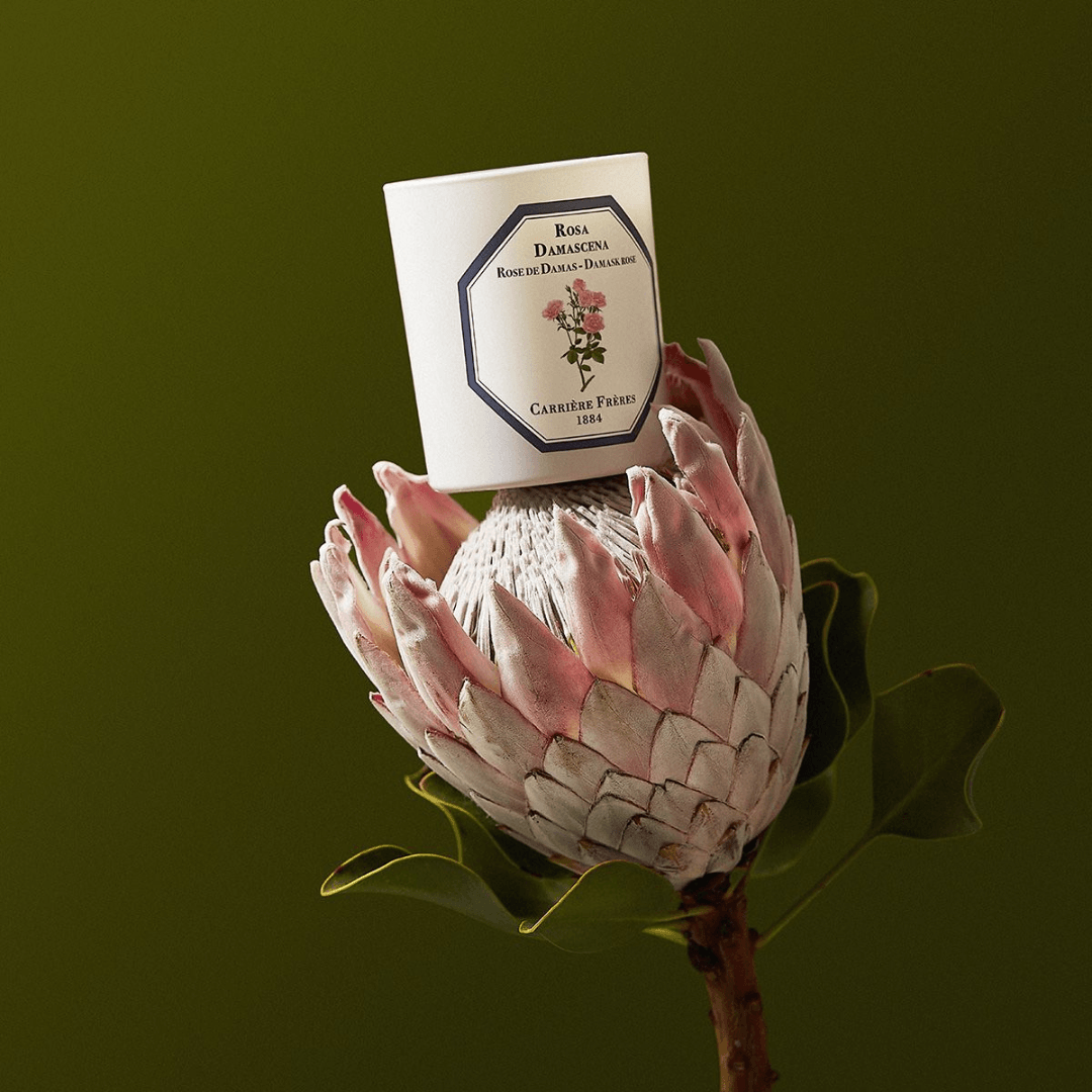 Candles - Carriere Freres - Carrière Frères Damask Rose Candle 185g - The Gift Company