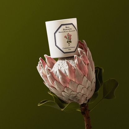 Candles - Carriere Freres - Carrière Frères Damask Rose Candle 185g - The Gift Company