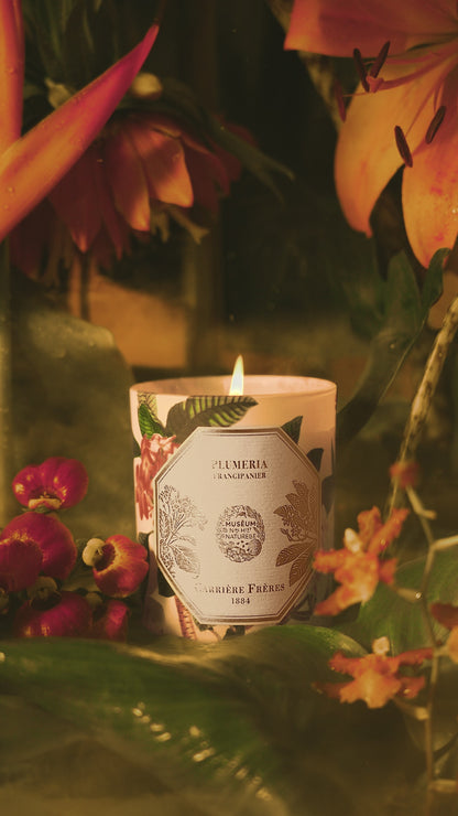 Carrière Frères Frangipani Candle 185g