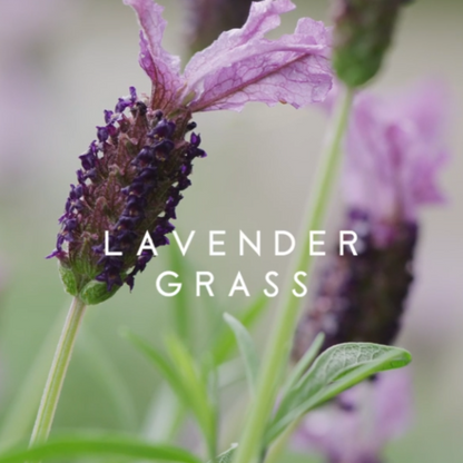 Reed Diffuser - Sohum - Sohum Lavender Grass Signature Diffuser 160ml - The Gift Company